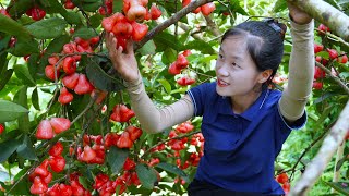 Harvest Wax apple and go to the market sell  Harvesting and Cooking  Tieu Tam Daily Life [upl. by Inalem]