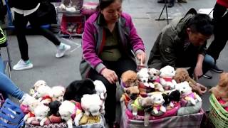 This is How They Sell Puppies in China THIS VIDEO WILL MAKE YOU SAD [upl. by Sapphera]