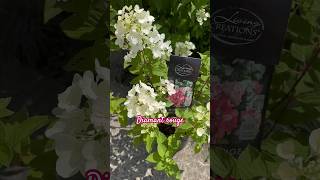 diamantrouge hydrangea ukraine kyivсаджанцігортензія гортензиясадгортензій hydrangeagarden [upl. by Magdau]