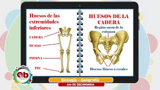 4 Secundaria  Biología Geografía  Huesos de las extremidades superiores e inferiores [upl. by Diet]