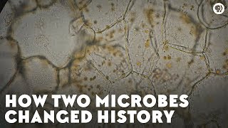 Watch antibiotic resistance evolve  Science News [upl. by Tippets933]