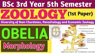 Obelia Morphology and ReproductionObelia Morphology in HindiBSc 5th Sem Zoology 1st PaperObelia [upl. by Cosma230]