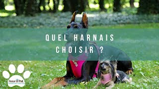 LES DIFFÉRENTS HARNAIS POUR CHIEN [upl. by Pytlik]