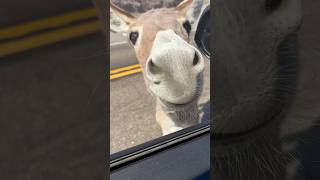 Oatman Donkeys 🫏 [upl. by Loziram]