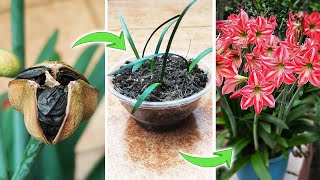 How to Pollinate Amaryllis Lily Flowers to Produce Seeds  Growing Hippeastrum from Seeds [upl. by Varick394]