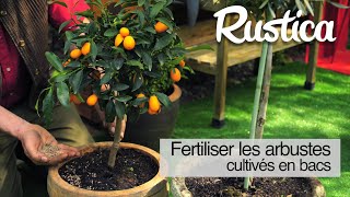 Fertiliser les arbustes cultivés en pot [upl. by Fini206]