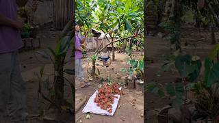 Harvesting Rambutan for snacks 👌 mommaocco harvesting rambutan farm shorts [upl. by Kubiak]