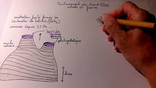 TH1 Ch1 formation des stromatolithes actuels et fossiles [upl. by Eras]