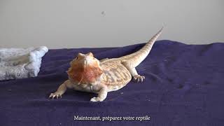 Comment faire une injection intramusculaire à un lézard ou à une tortue [upl. by Eimmelc]