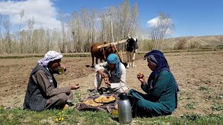 Homesteading in Afghanistan First Day Back At Farming [upl. by Eednac354]