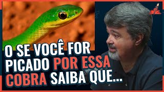 NÃO TEMOS SORO para ESSE TIPO de COBRA [upl. by Lister]