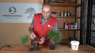 Naturbonsai y las micorrizas  Mistral Bonsai [upl. by Afatsom]