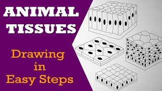 How to draw animal tissues in easy steps  9th Biology  CBSE  ncert class 10  Science [upl. by Nollat]