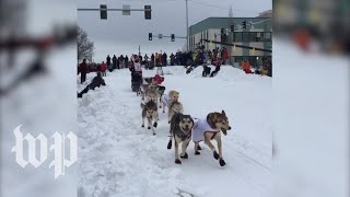 Iditarod kicks off with ceremonial start [upl. by Icat]