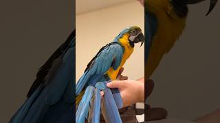 Blue and Gold Macaw Has Tail Pin Feathers Growing In [upl. by Hyland]