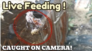 Argiope Appensa Gagambang Ekis Feeds On A Live Cockroach Part 2  FeedingFreenzyTV [upl. by Godbeare]