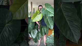 Philodendron sodiroi shorts houseplants indoorplants [upl. by Jilly]