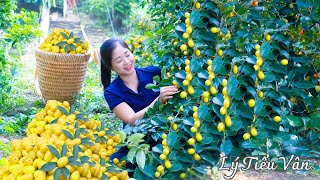 How to harvest Oleaster amp Go to the market sell  Harvesting and Cooking  Daily Life [upl. by Bricker589]