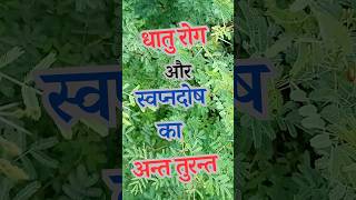 एक स्पून सुबहशाम लो  15 साल पुराना रोग भी दूर  Babool ke Fayde  Kikar Ke Fayde [upl. by Lenard]