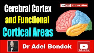 Cerebral Cortex and Functional Areas Dr Adel Bondok [upl. by Stockwell]