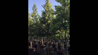 Calophyllum Brasiliensis  TreeWorld Wholesale [upl. by Kenwee912]