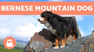 BERNESE MOUNTAIN DOG  Characteristics and Care [upl. by Aeneus318]