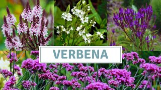 How To Grow Verbena Bonariensis And Verbena Hastata [upl. by Goodspeed487]