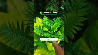 Tree fern COMBO ferns ytshorts plantsale [upl. by Elleinnod]