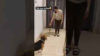 Karma will definitely hit u back😱short explore funny viral beagle explore video [upl. by Nnailuj86]