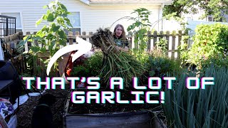 My BEST Garlic Harvest Yet [upl. by Croydon]