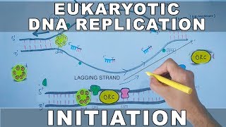 DNA Replication In Eukaryotes  Initiation [upl. by Auhesoj]