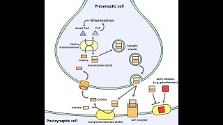 Biosynthesis of Acetylcholine Neurotransmitters  Synthesis Storage Release Function Degradation [upl. by Thomasa]