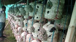 Mushroom Cultivation in india [upl. by Evadne]