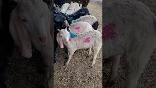 Bakra Eid 2025 Ki Tayyari 🤩 bakra bakraeidspecial goat share viral trending bakramandi farm [upl. by Sinegold]