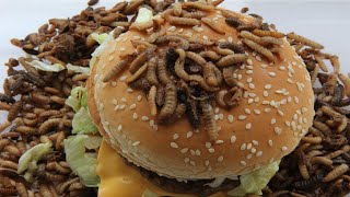 🍔 Mcdonalds Big Mac Eaten By Maggots Time Lapse [upl. by Benenson]