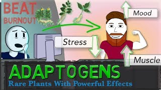 ADAPTOGENS EXPLAINED Ginseng Ashwagandha Rhodiola  Science of Stress [upl. by Vander]