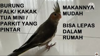 CARA MERAWAT KAKAK TUA MINI  FALK  PARKIT AUSTRALIA  COCKATIEL MAKAN DAN MELATIH SUPAYA JINAK [upl. by Anerok]