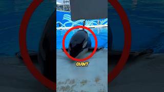 Giant Dolphin Surfaces At Water Park shortsvideo [upl. by Nylanna886]