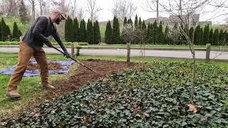 English ivy removal  Time lapse [upl. by Lasky6]