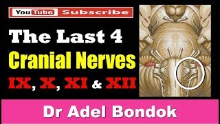 The Last 4 Cranial Nerves Dr Adel Bondok [upl. by Akelam]