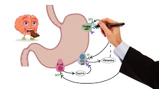 Pharmacology  GASTROINTESTINAL AND ANTIEMETIC DRUGS MADE EASY [upl. by Lenad]