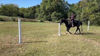 quotRowdyquot AQHA Gelding  High Ridge Performance Horses [upl. by Singhal]