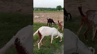 Mera gaon Meri bakriyan bakriyan charana sunnat hai [upl. by Taber]