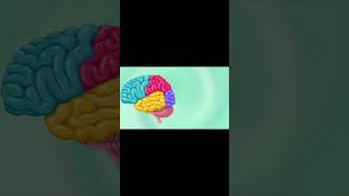 Human Brainshorts shortsvideo viralshorts brain [upl. by Madda]