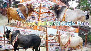 Biggest Decorated Bull Of SS Cattle Farm ❤️SS cattle Farm Collection2025🐮 sscattlefarmsubscribe [upl. by Robin]