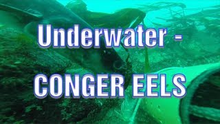 Sea Fishing UK  UNDERWATER FOOTAGE CONGER EEL  Conger Eels [upl. by Selia501]