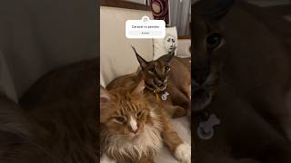 Caracal vs persian cat caracalcat persian aggressivecat lovingcat catlover [upl. by Nospmas508]