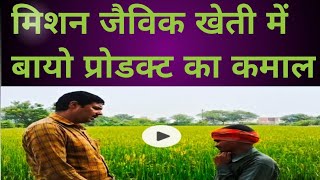 Paddy me Bio Product Ka Kamaal धान की फसल में बायो प्रोडक्ट का कमाल [upl. by Zenas108]