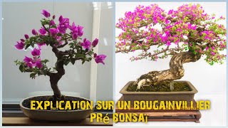 explication sur un bougainvillier pré bonsaï bonsai fertilisation taille ligature [upl. by Weksler919]