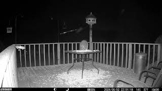 Such a chunky monkey climbing up to the table Look at this fluffy raccoon deck trail cam [upl. by Morrison]